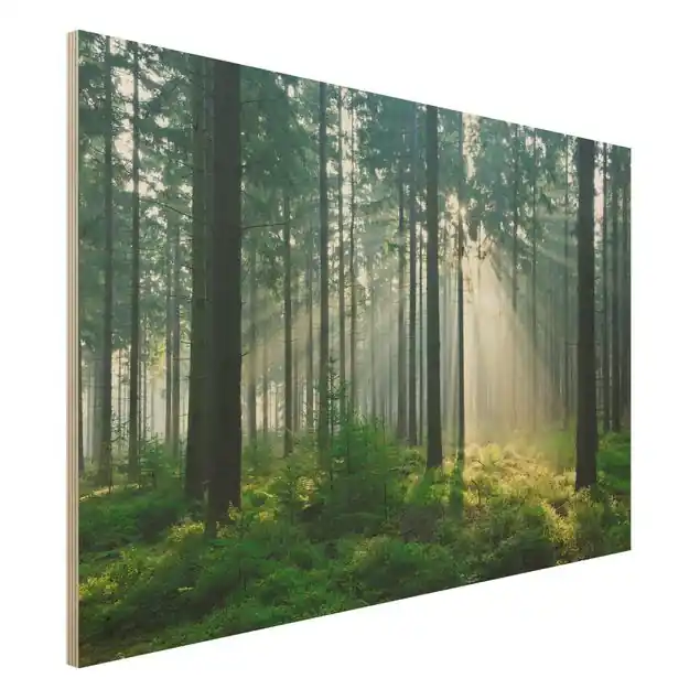 Enlightened Forest Holzbild - Querformat 3:2 Nur Für Kurze Zeit