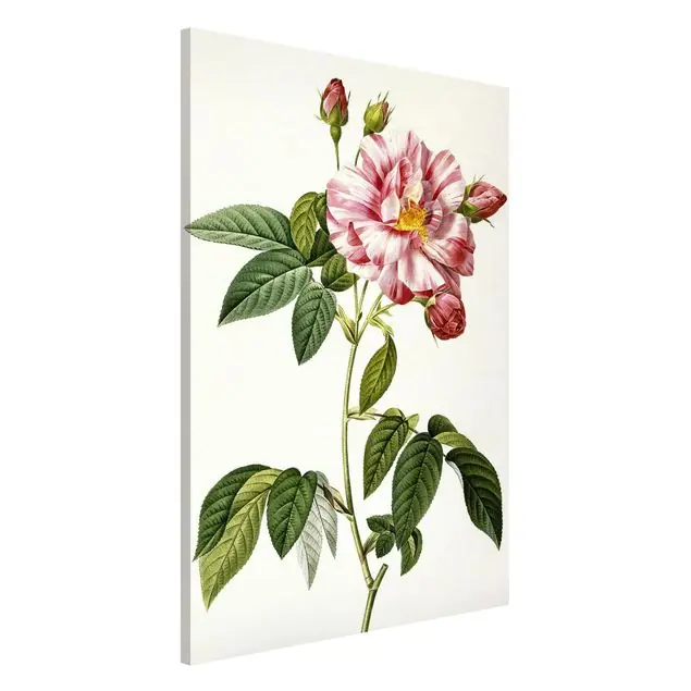 Neu Pierre Joseph Redouté - Rosa Gallica-Rose Magnettafel - Hochformat 2:3