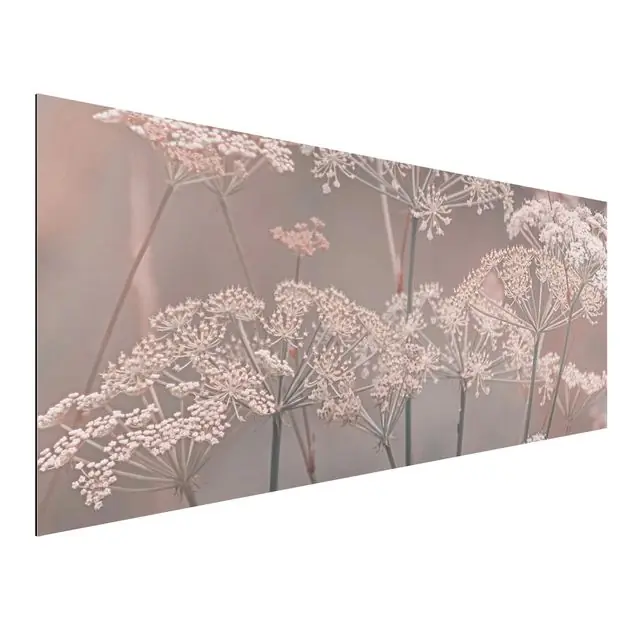 Knallerangebot Wilde Doldenblüten Alu-Dibond Outdoor Bild