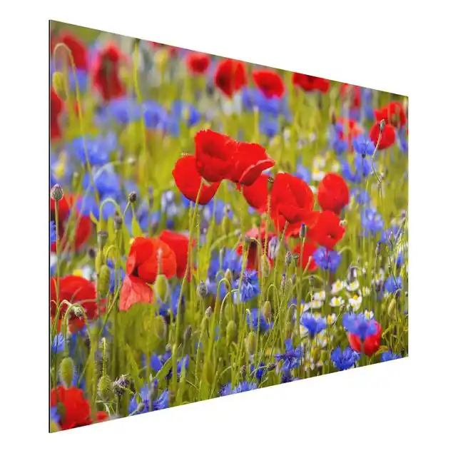 Beliebt Sommerwiese mit Mohn und Kornblumen Alu-Dibond Outdoor Bild