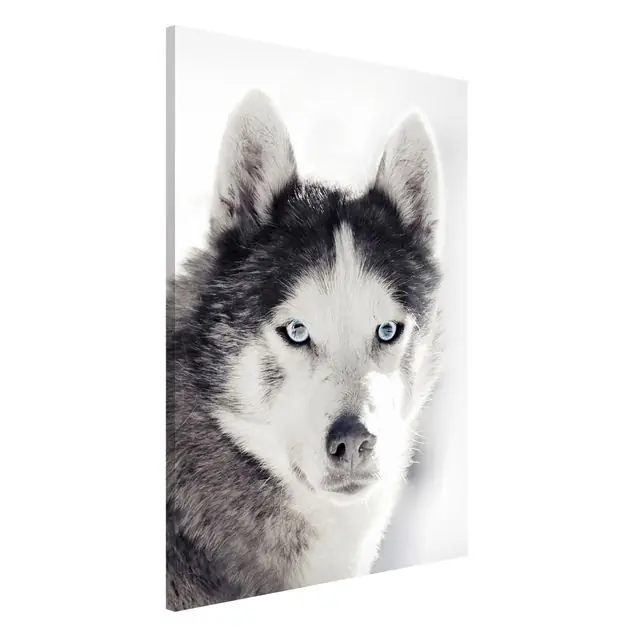 Geprüft Husky Portrait Magnettafel