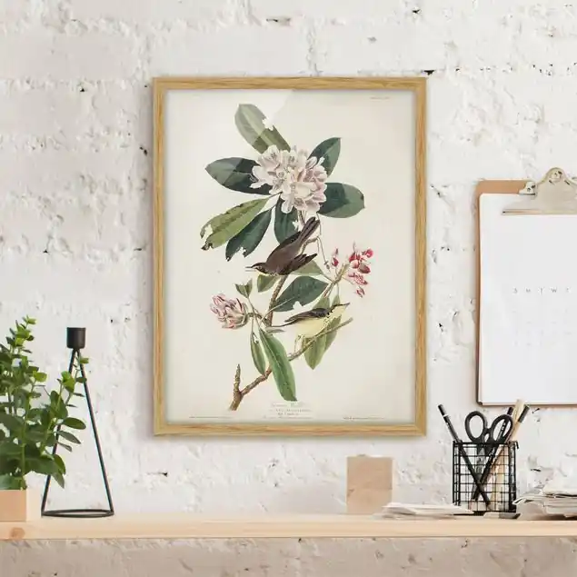 Vintage Lehrtafel Grasmücke Bild mit Rahmen in Manufakturqualität • Eiche naturbelassen • inkl. Rahmung von Hand • Made in Germany Sichere Zahlung