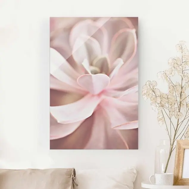 Rosane Sukkulentenblüte Glasbild Highlight