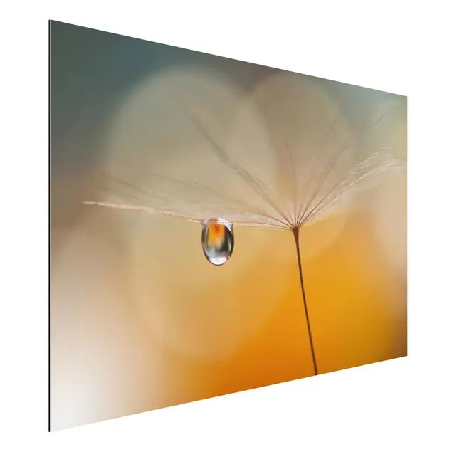 Pusteblume in Orange Alu-Dibond Outdoor Bild Aktuell