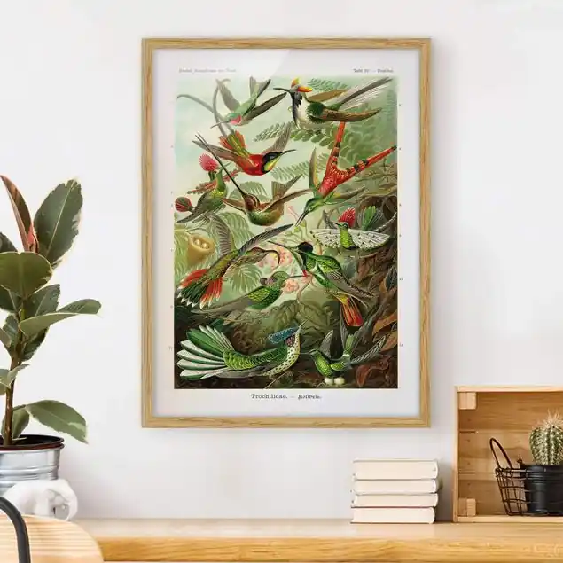 Sichere Zahlung Vintage Lehrtafel Kolibris Bild mit Rahmen in Manufakturqualität • Eiche naturbelassen • inkl. Rahmung von Hand • Made in Germany
