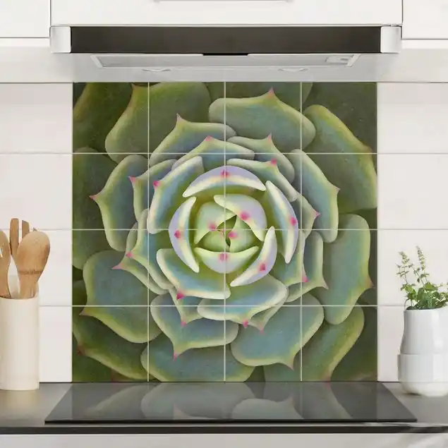 Sukkulente - Echeveria Ben Badis Preisknaller