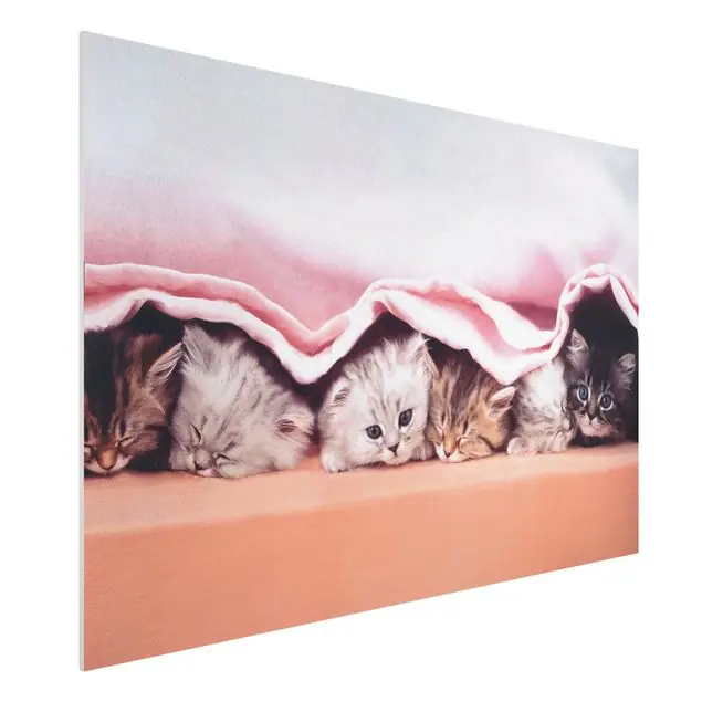 Neuheit Sugar-Sweet Forexbild - Querformat 3:2