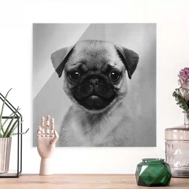 Baby Mops Moritz Schwarz Weiß Glasbild Top-Seller