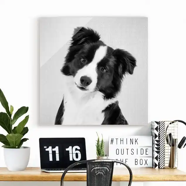 Preis Gesenkt Bordercollie Benni Schwarz Weiß Glasbild
