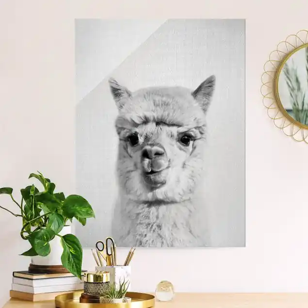Angebot Alpaka Alfred Schwarz Weiß Glasbild