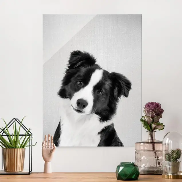 Top-Preis Bordercollie Benni Schwarz Weiß Glasbild