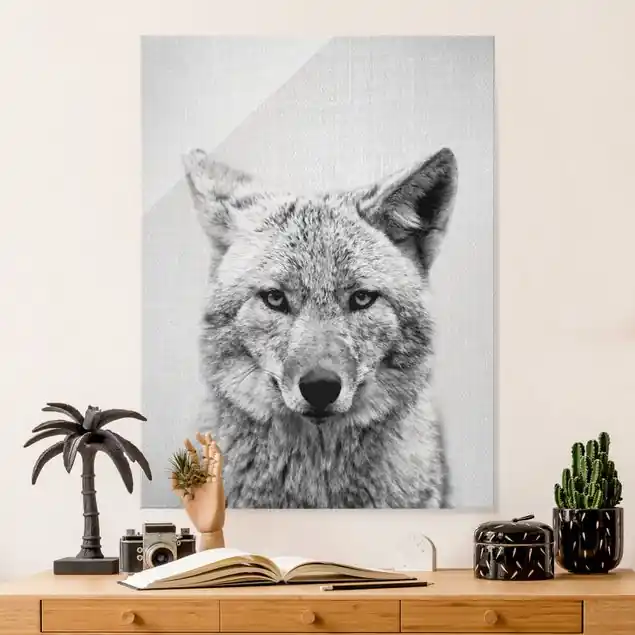 Kojote Kalle Schwarz Weiß Glasbild Günstig