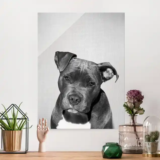 Pitbull Pelle Schwarz Weiß Glasbild Beliebt