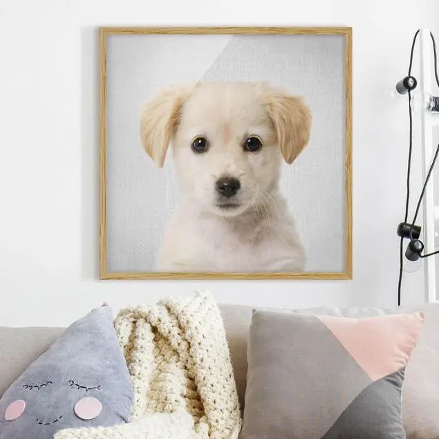 Baby Golden Retriever Gizmo Bild mit Rahmen Aktuell