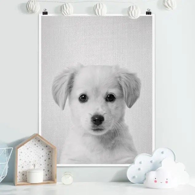 Baby Golden Retriever Gizmo Schwarz Weiß Poster Letzte Chance