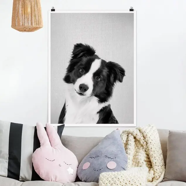 Bordercollie Benni Schwarz Weiß Poster Schneller Versand