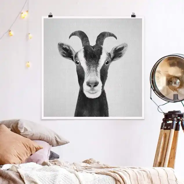 Angebot Ziege Zora Schwarz Weiß Poster