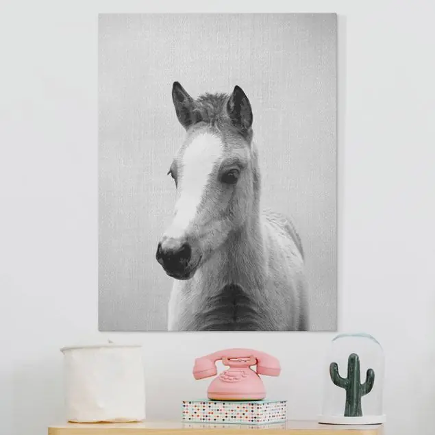 Baby Pferd Philipp Schwarz Weiß Leinwandbild – Canvas Aktuell
