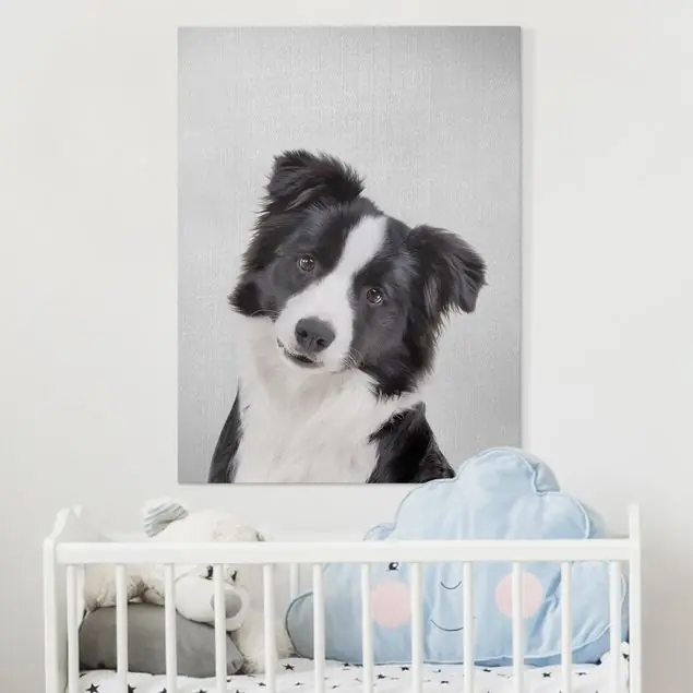 Zertifiziert Bordercollie Benni Leinwandbild – Canvas
