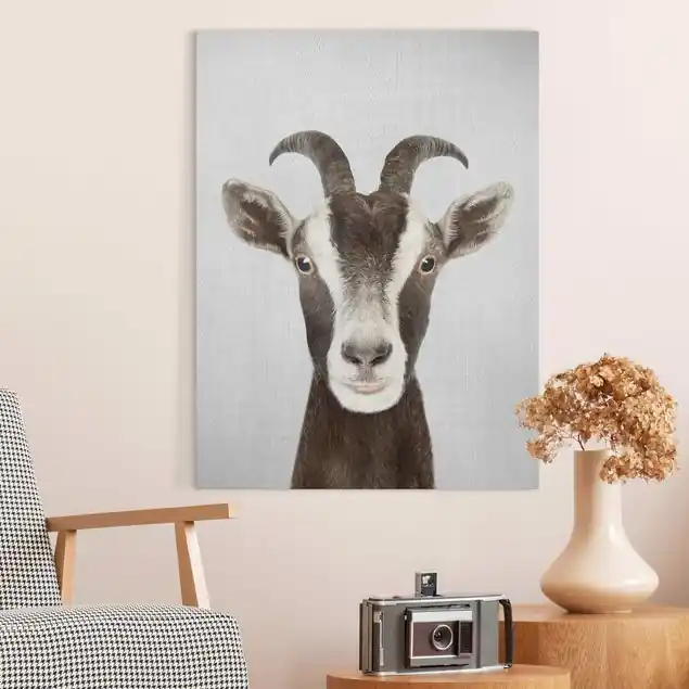 Ziege Zora Leinwandbild – Canvas Garantierte Lieferung