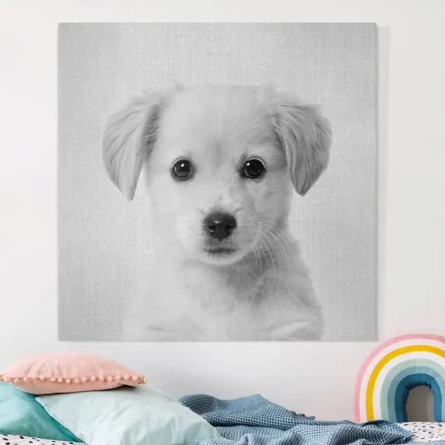 Baby Golden Retriever Gizmo Schwarz Weiß                               Leinwandbild • hergestellt in Deutschland • langlebiges Canvas mit Holzkeilrahmen • klassische Struktur Neu Im Sortiment